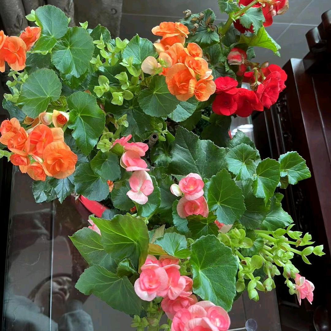蓝天芳菲