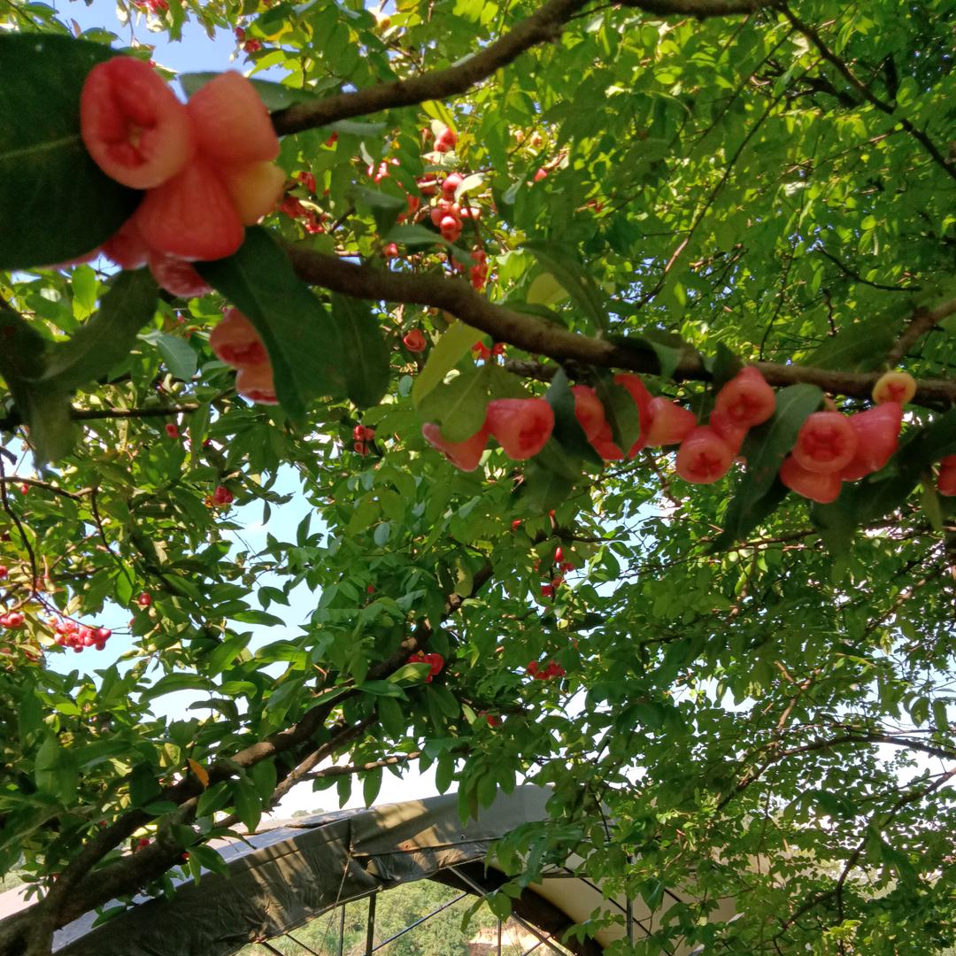 平安喜乐( ﹡ˆoˆ﹡ )