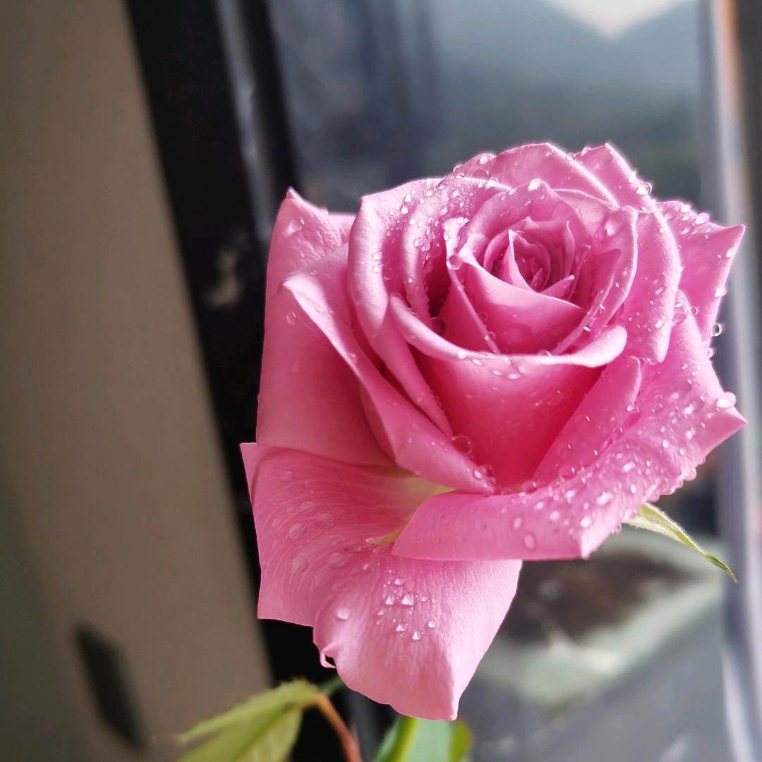 🌸🌸丁家五丫头