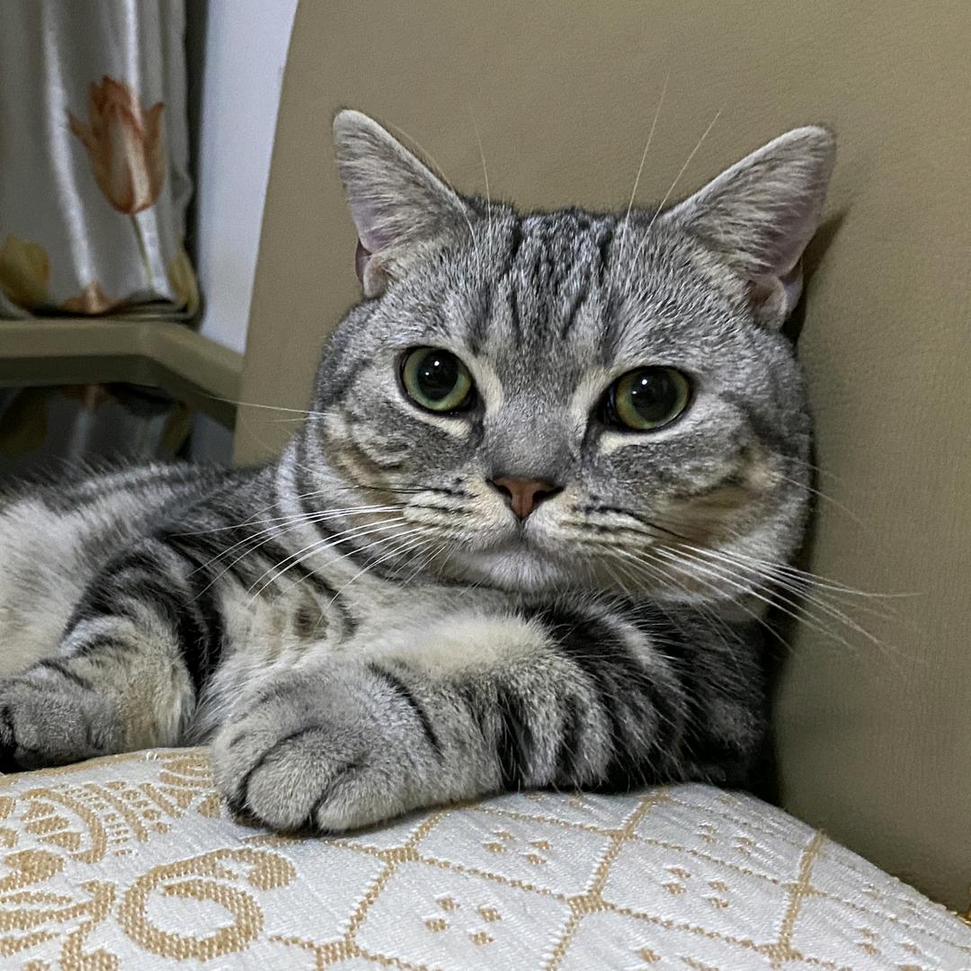 毛毛