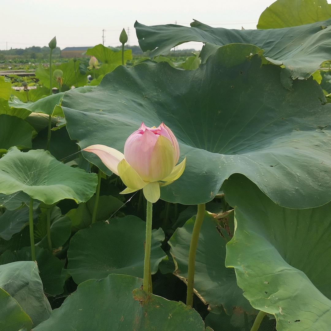 冯师傅