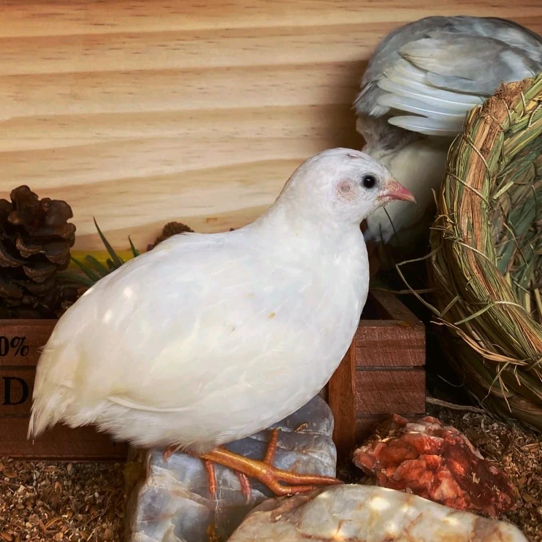 重庆芦丁鸡萌宠个体店