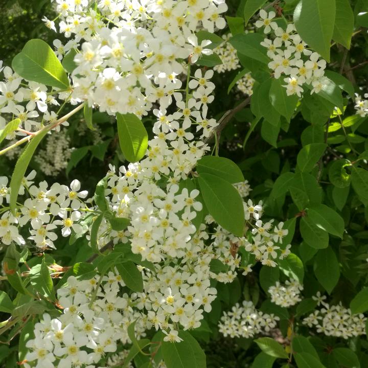 阳春三月
