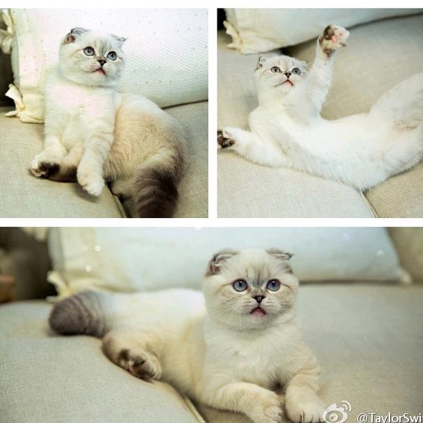 冰镇鲈鱼
