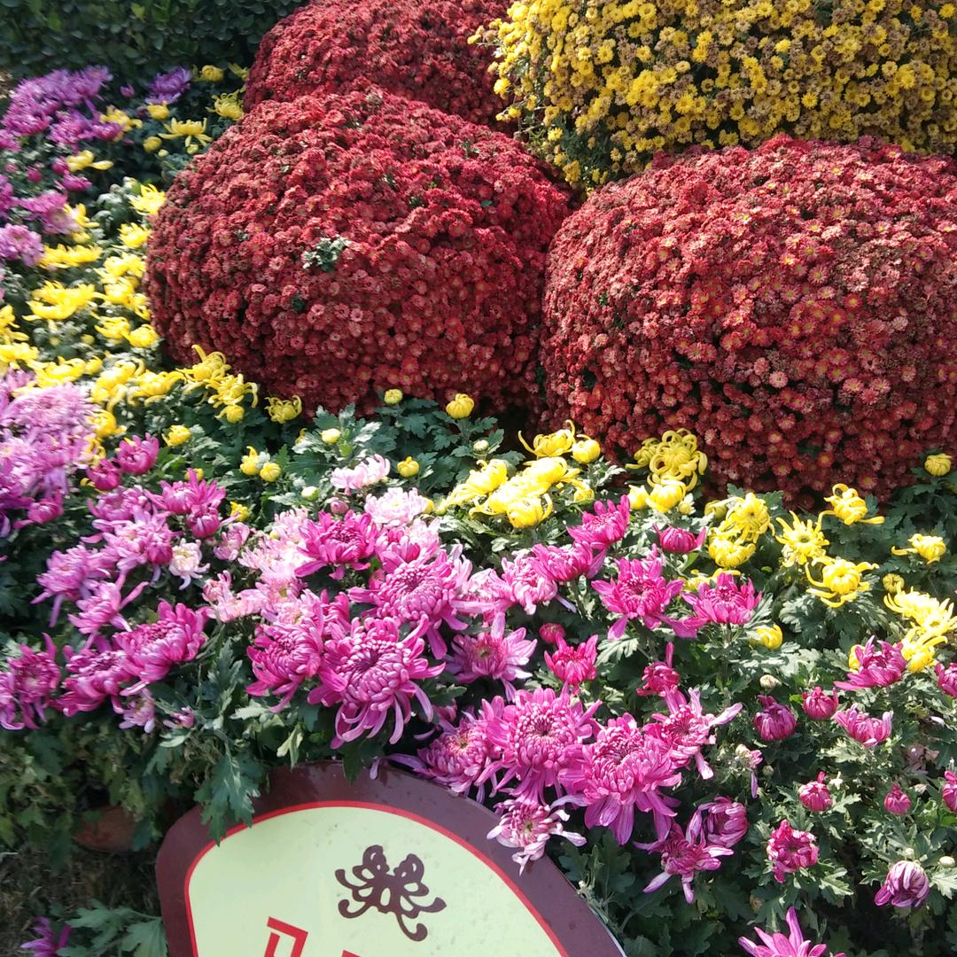 北花开