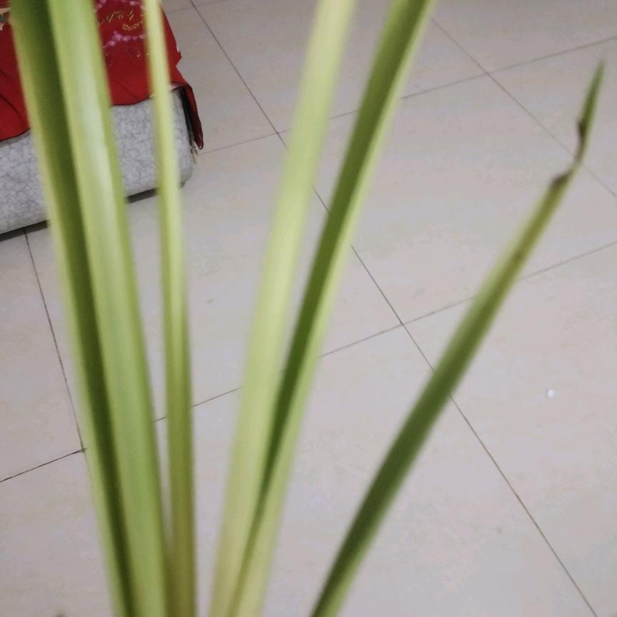 向往蓝天