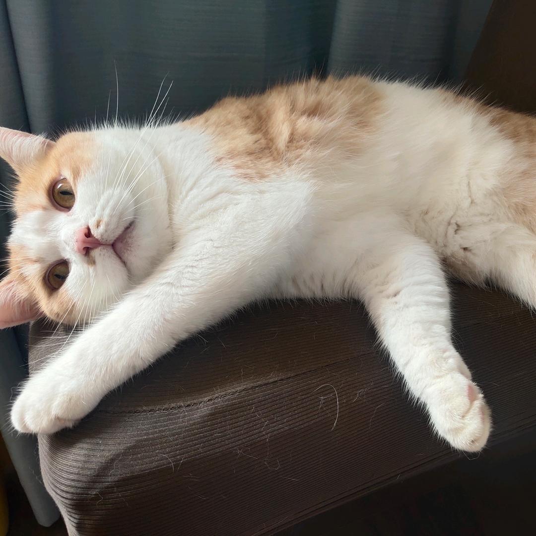 Lcat