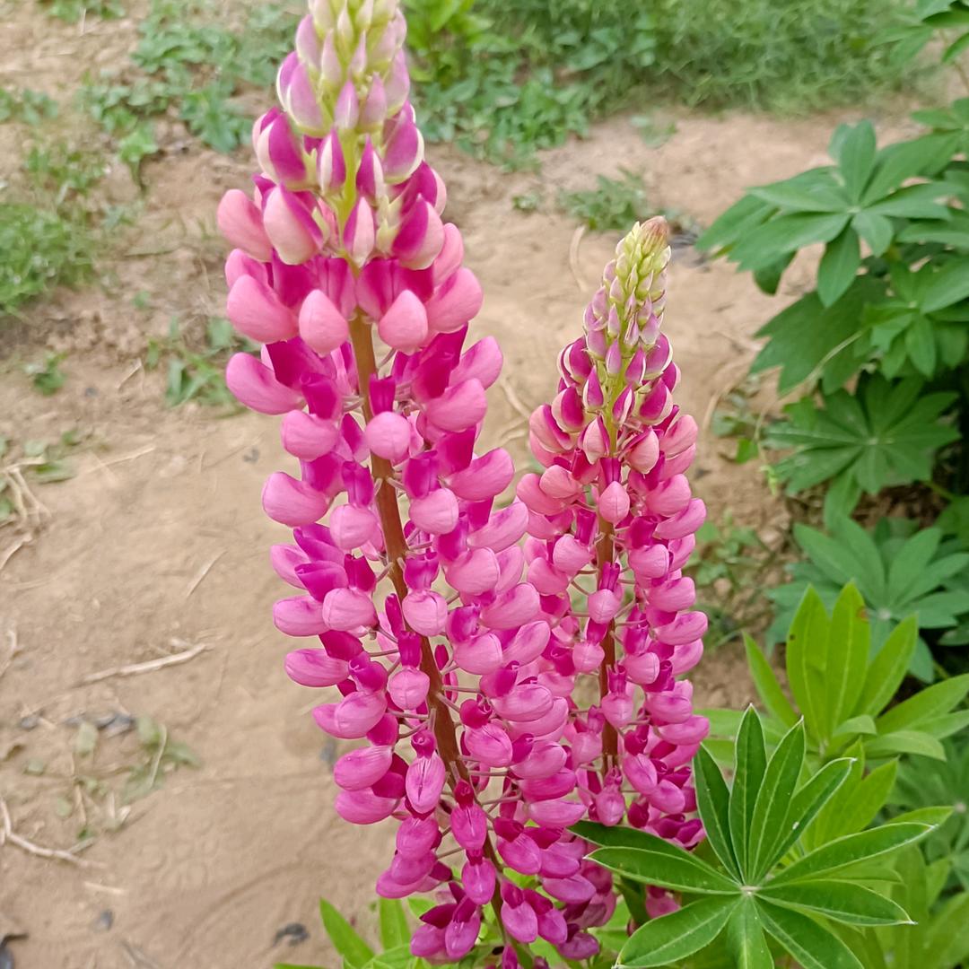 梅花