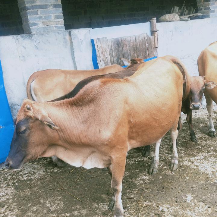 飞军