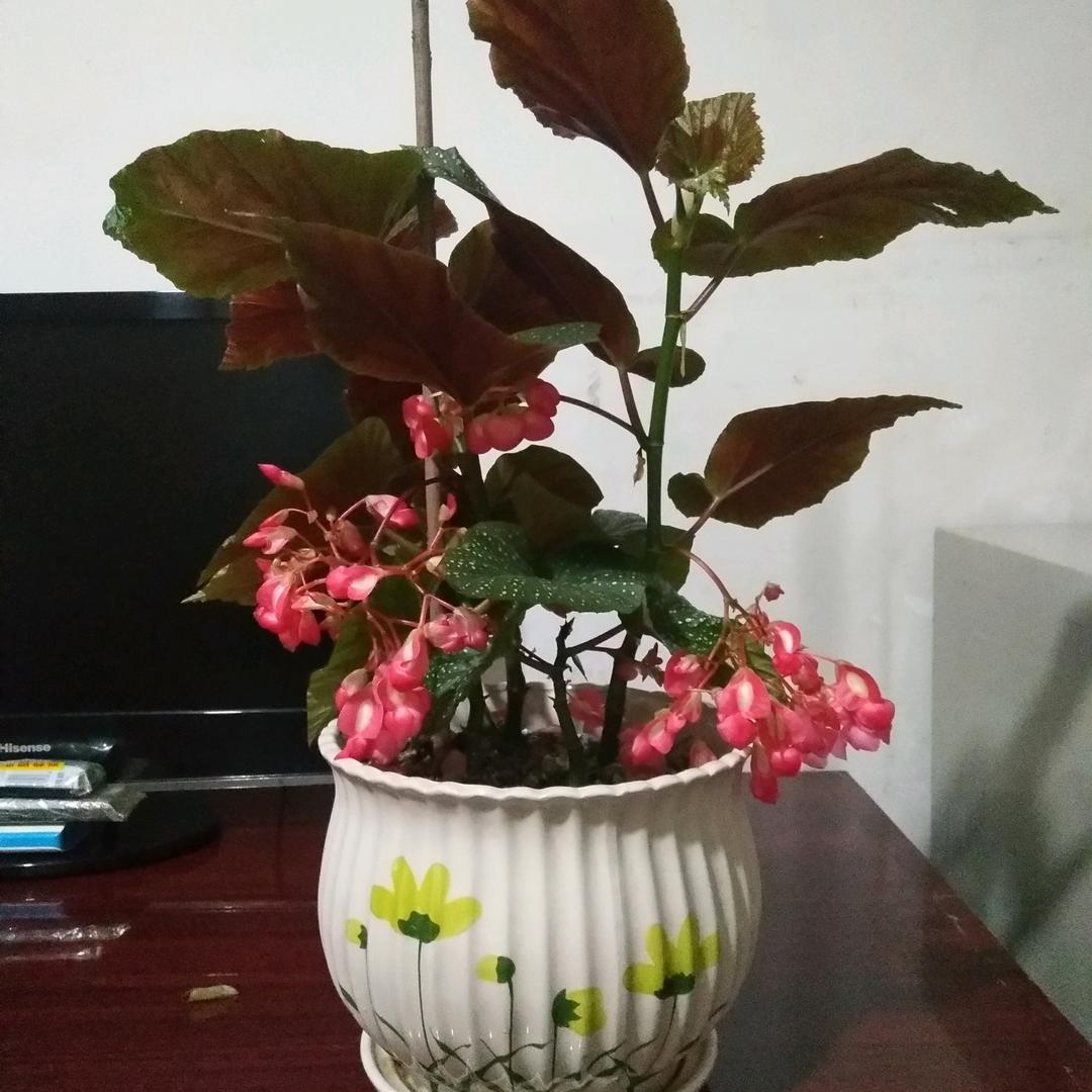哥永远是哥