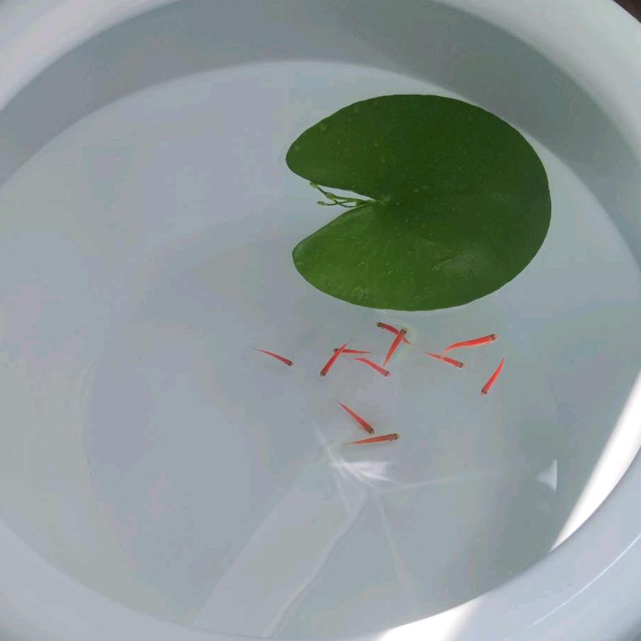 清风流过秋天