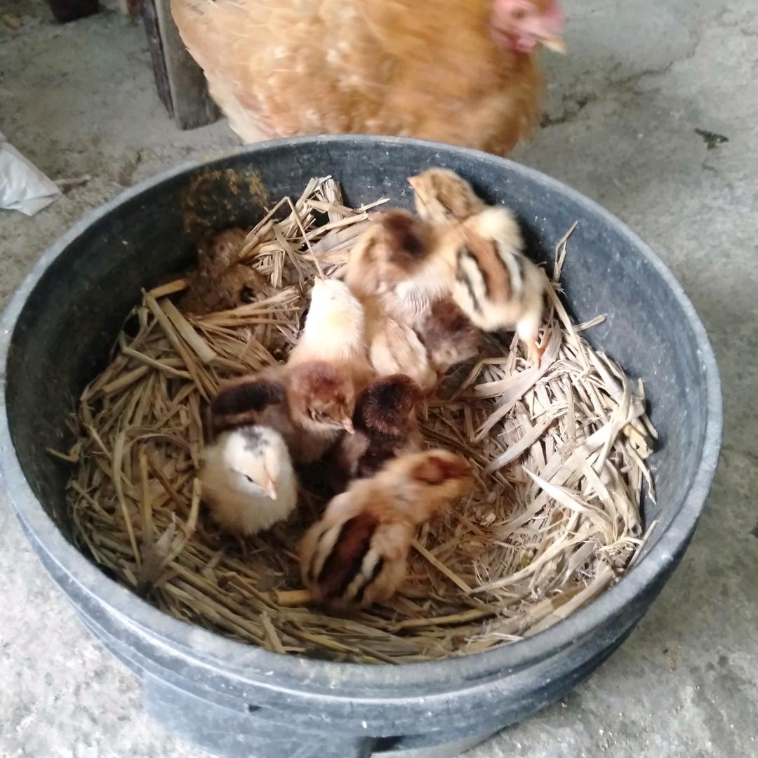 老李自由了