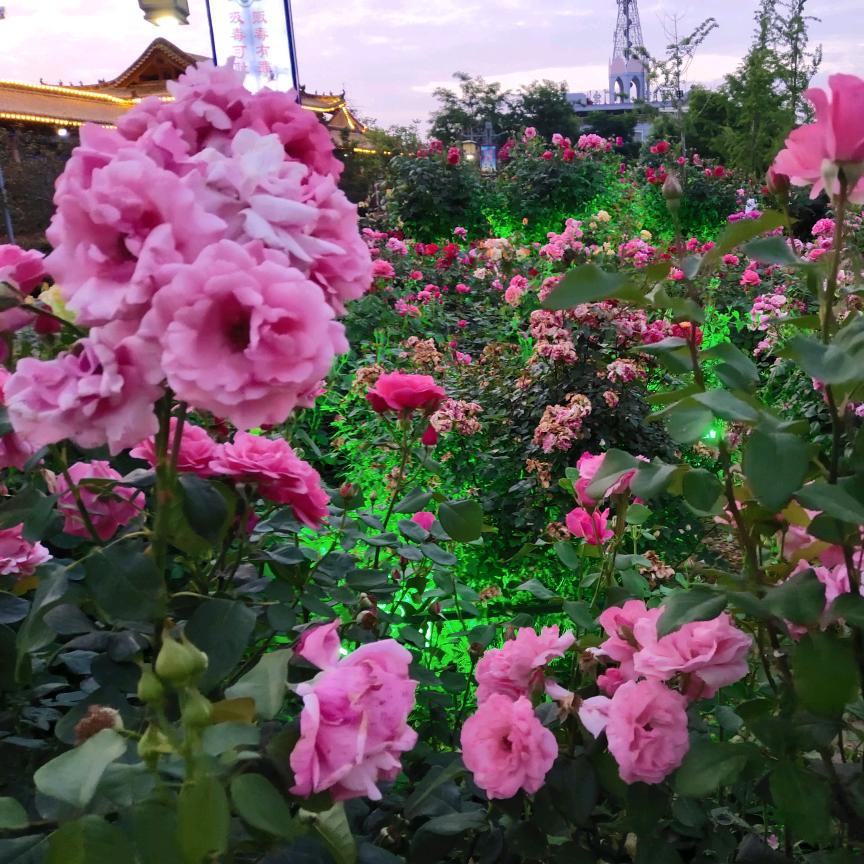 柳暗花明