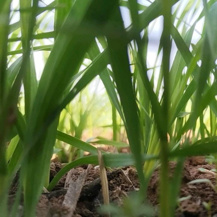 自在