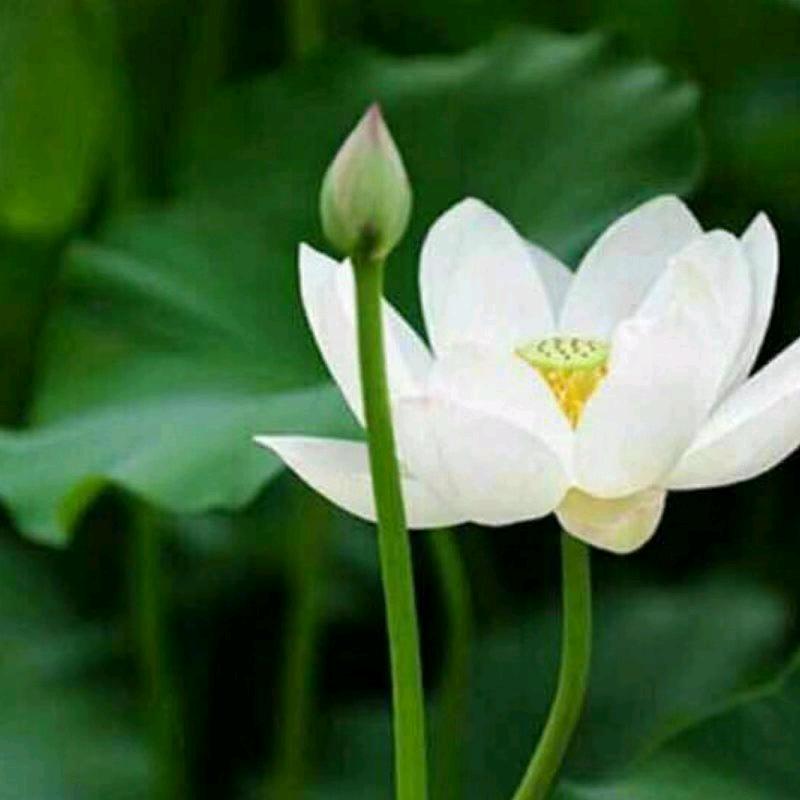 苏芙蓉，63年10月芙蓉花