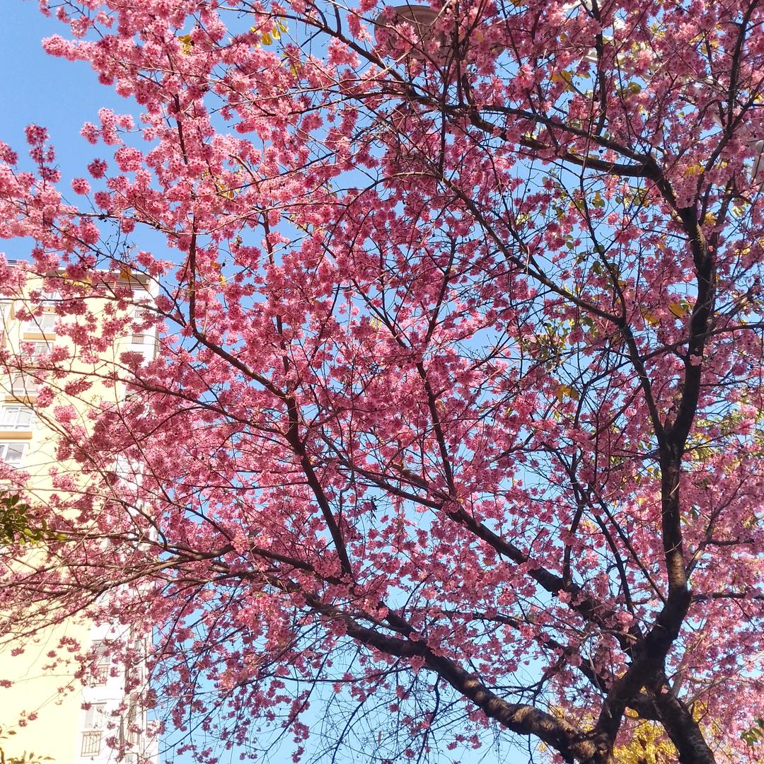 芷茹