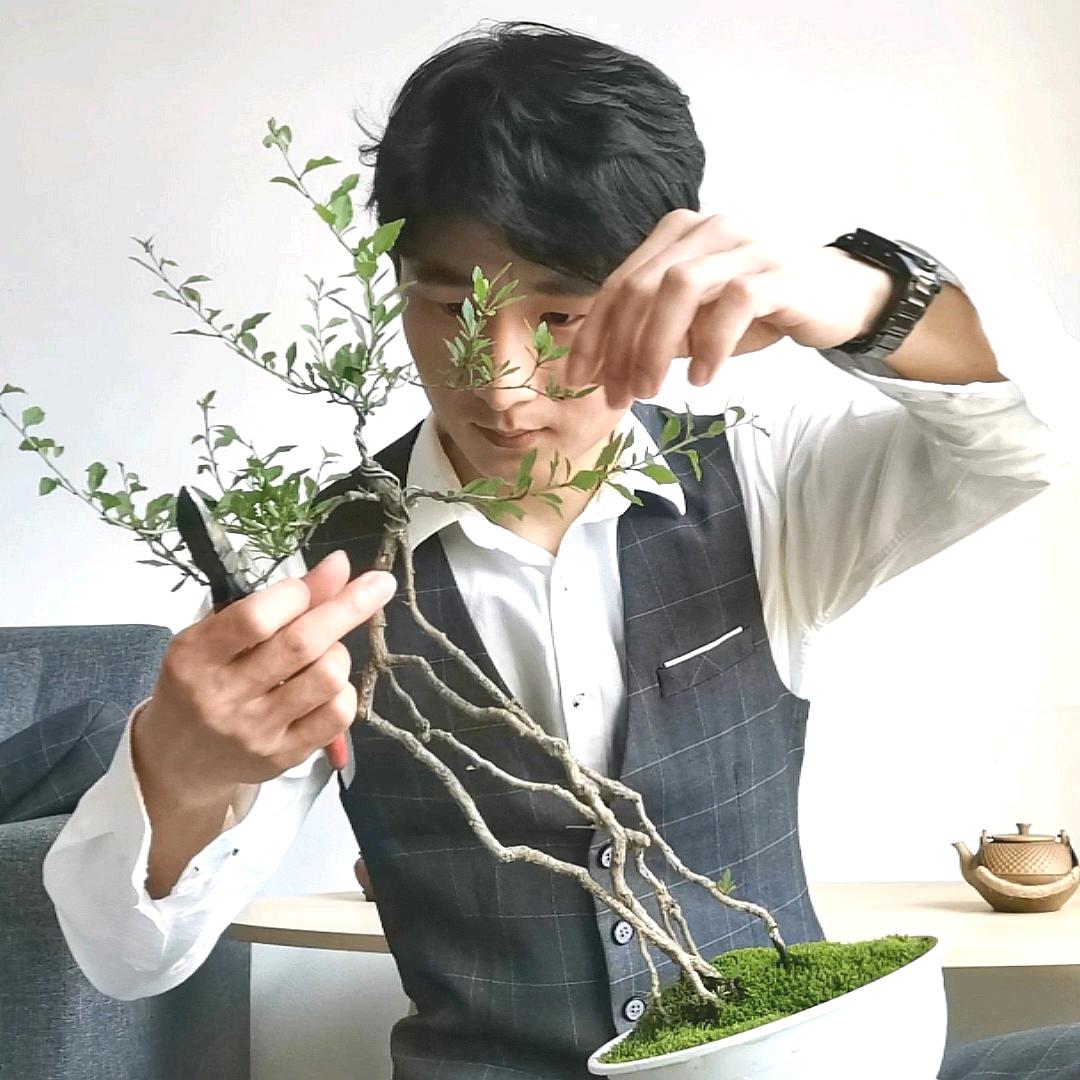 （记录一千棵树的成长经历）