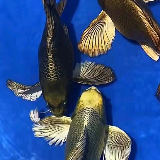 锦霞锦鲤观赏鱼