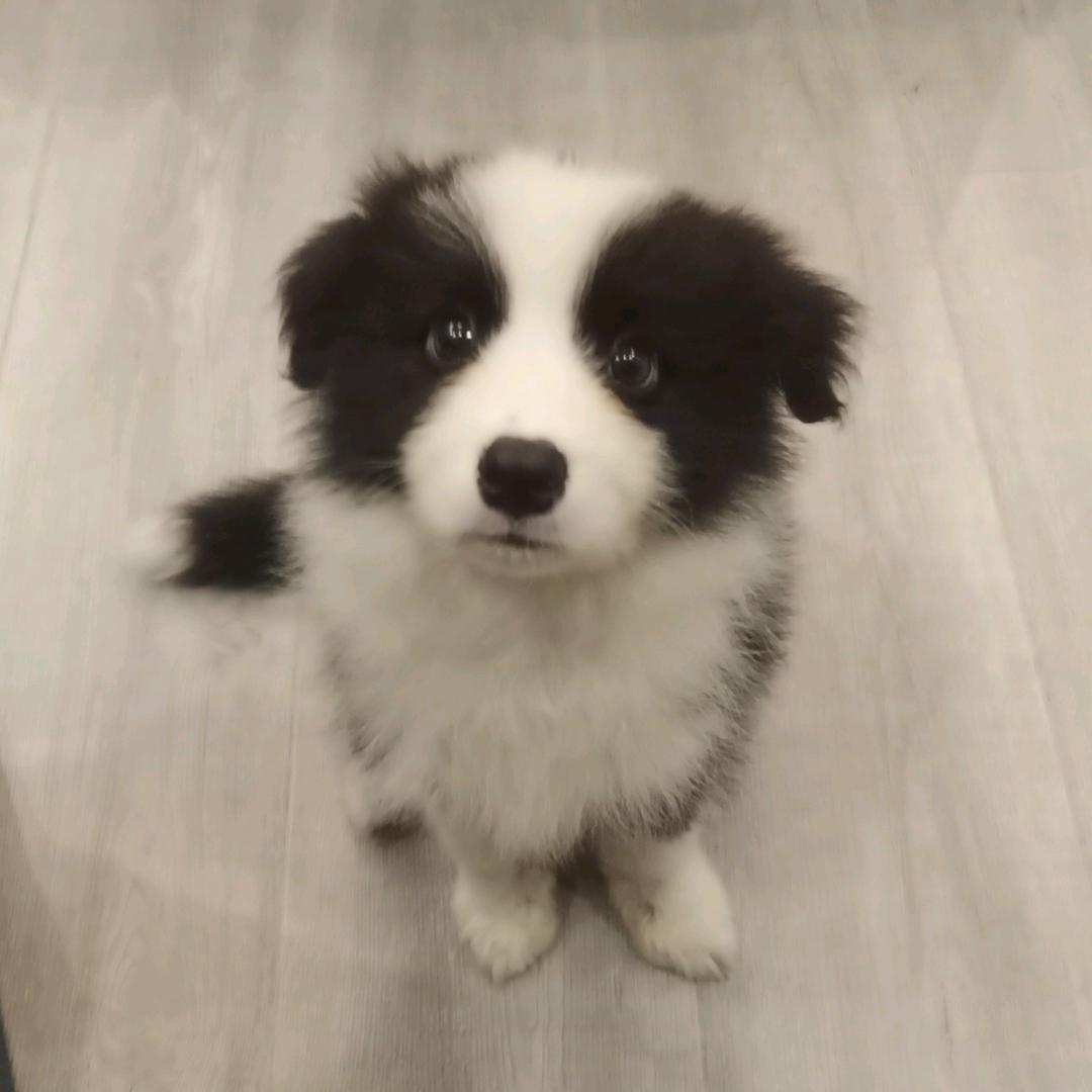 边牧闪电