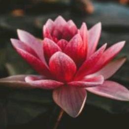 魏凤菊