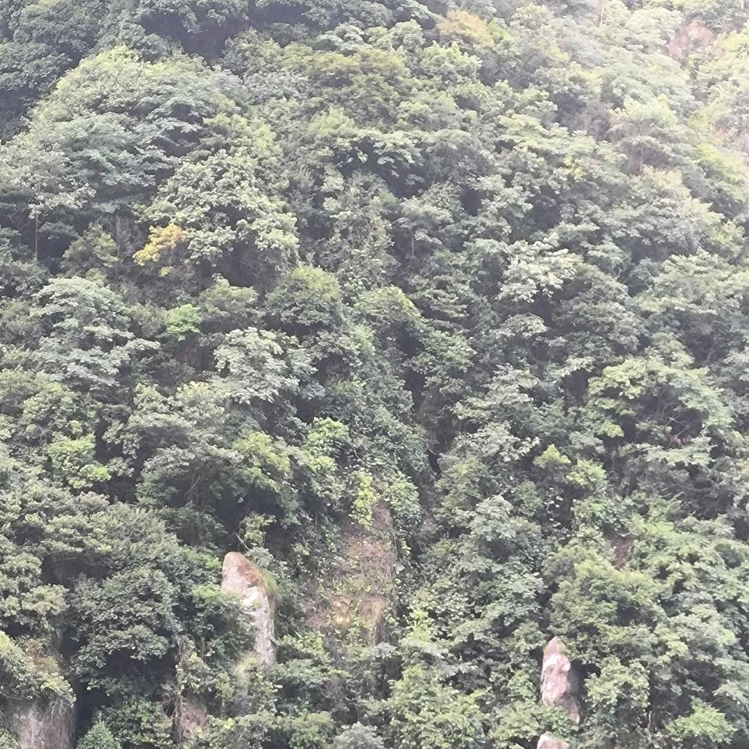 随缘