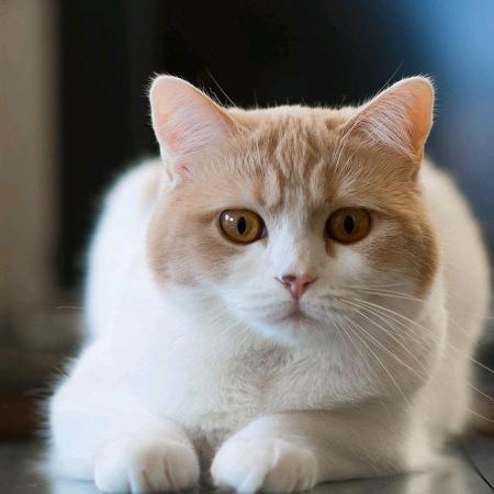 可爱的小猫咪