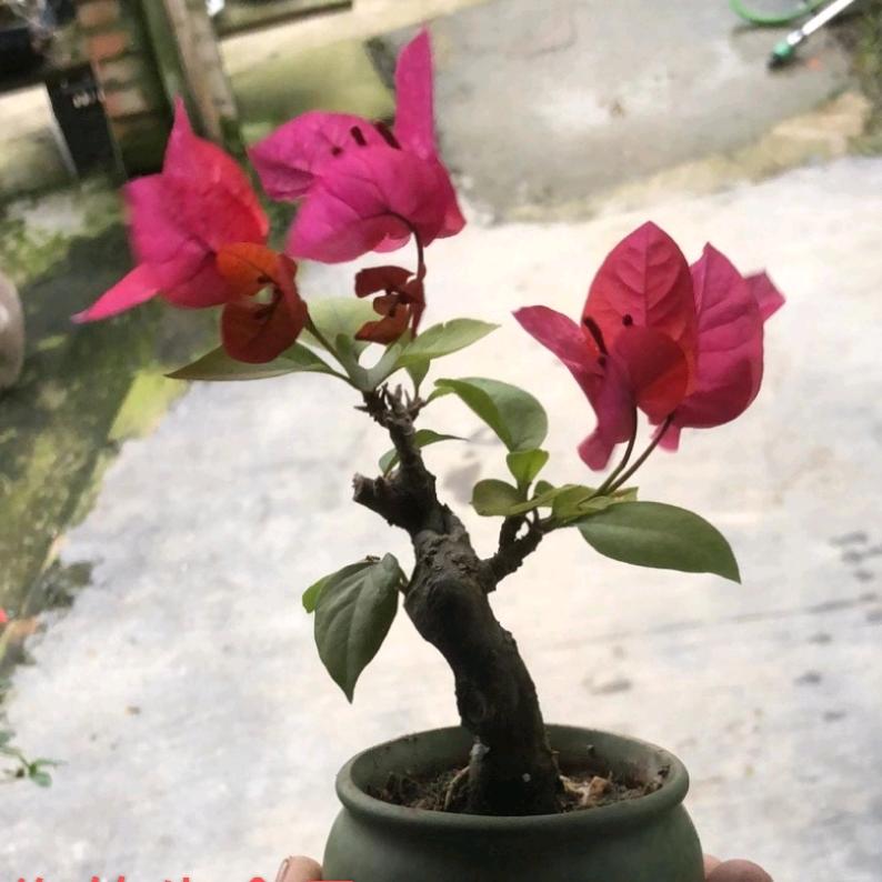 蒙城人在浙江做纺织