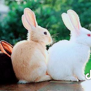 挖生存的机器人