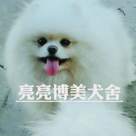 亮亮（博美）