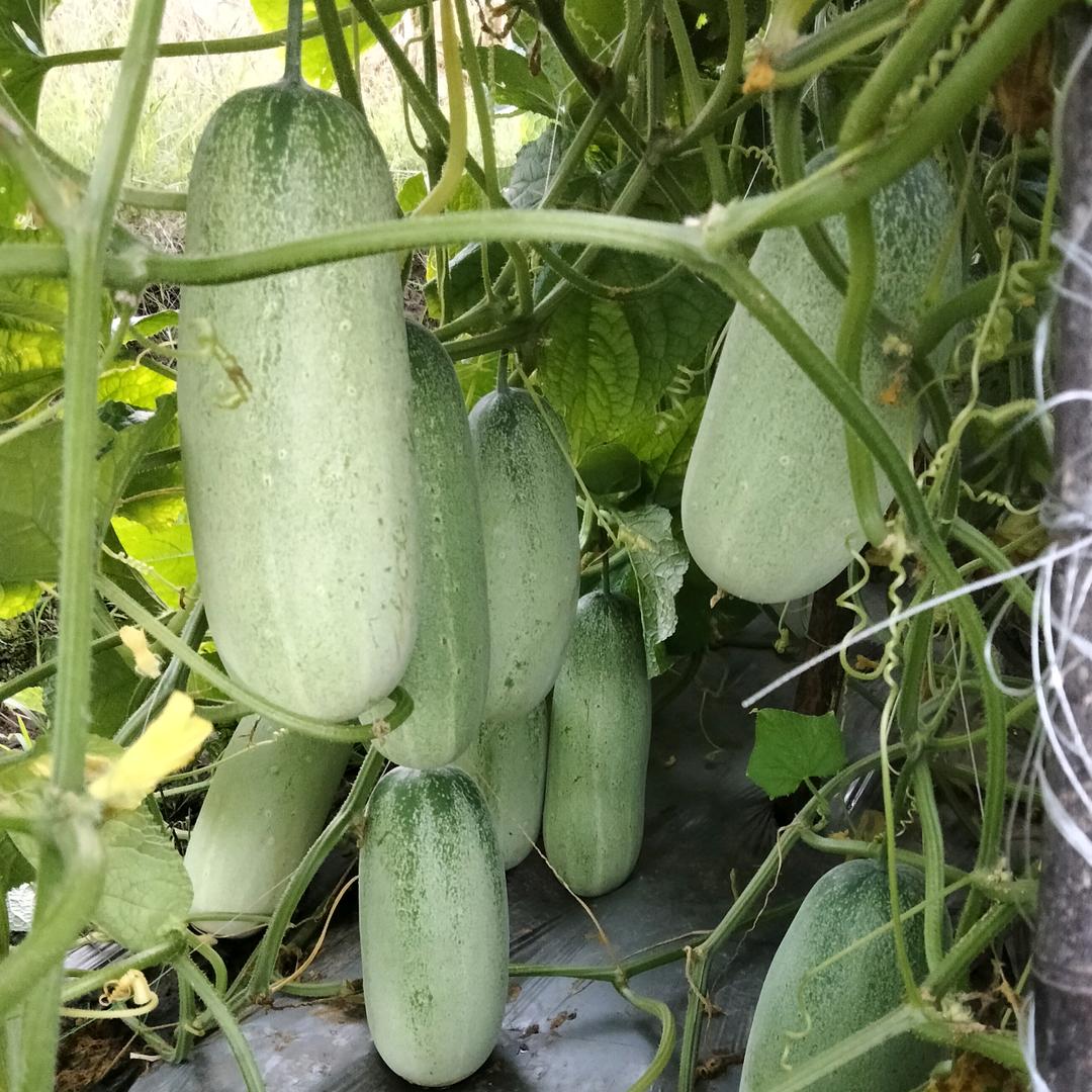 大婶家的本地山黄瓜