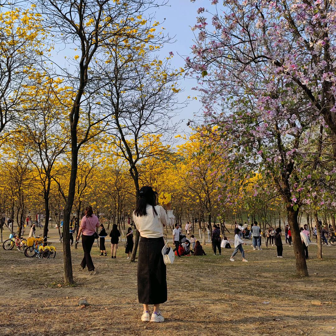 柳暗花又明