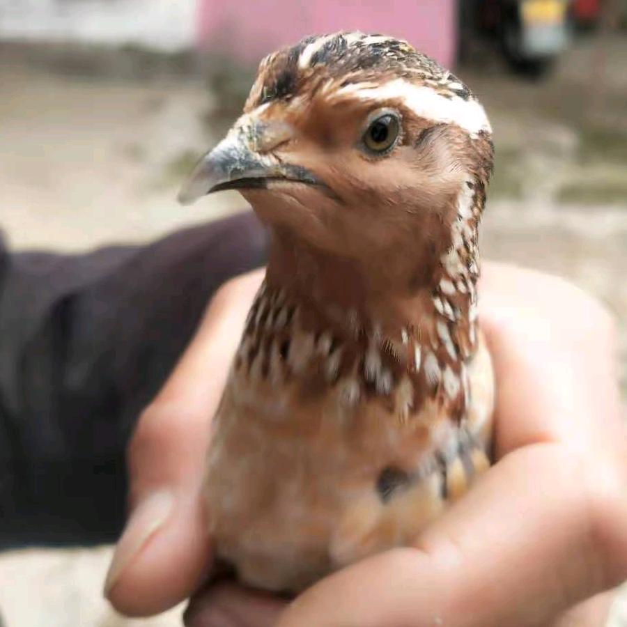 王斌，