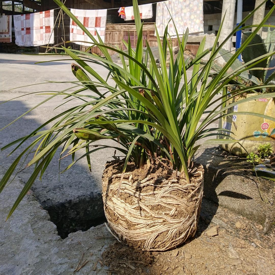 临济道人