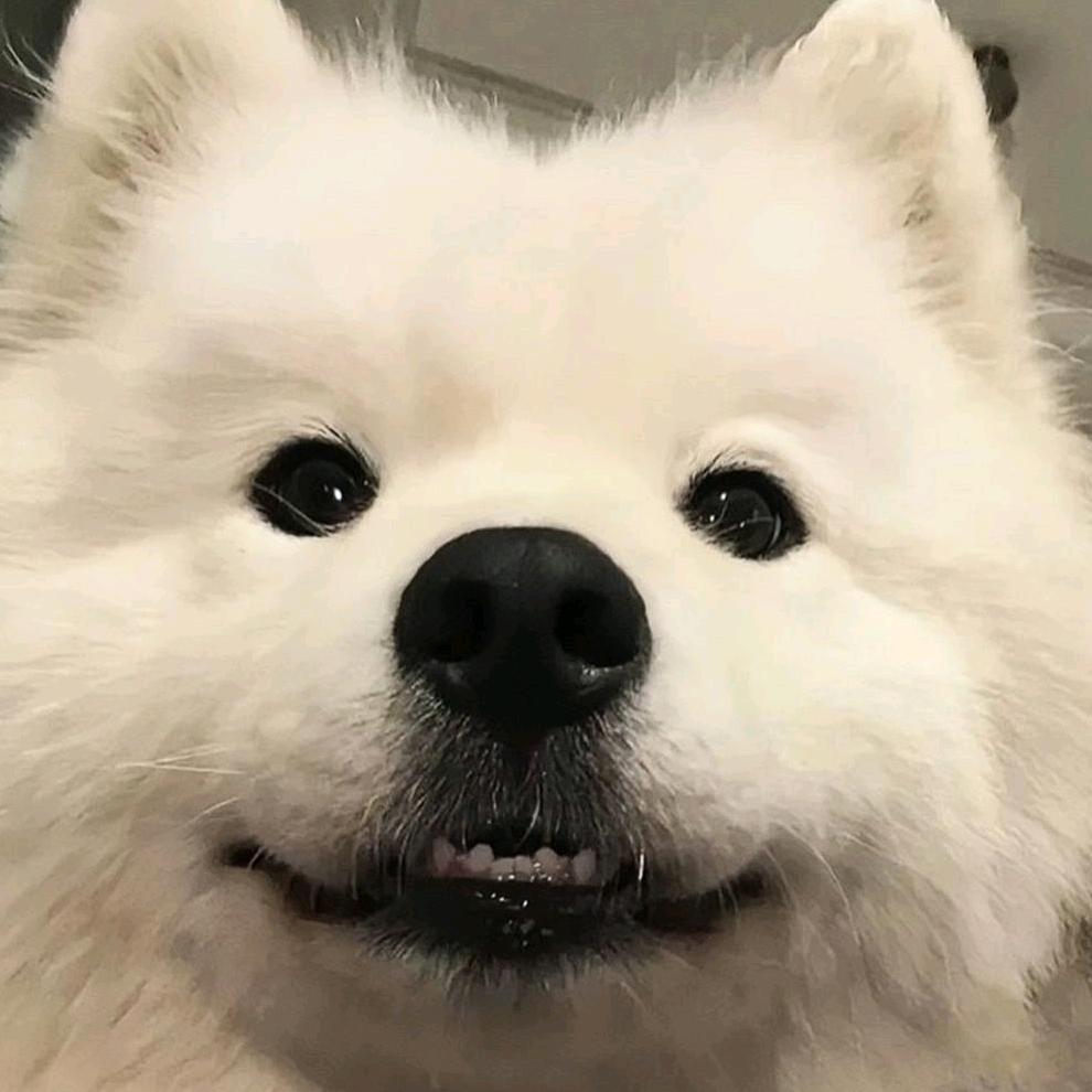 凶狗碎大石