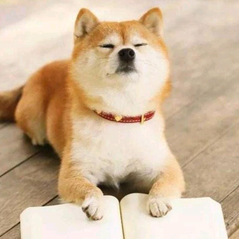 爱小燕子的黑哥哥