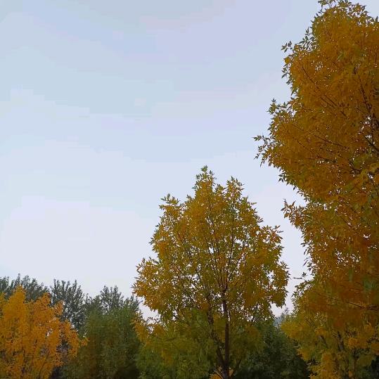 兵哥