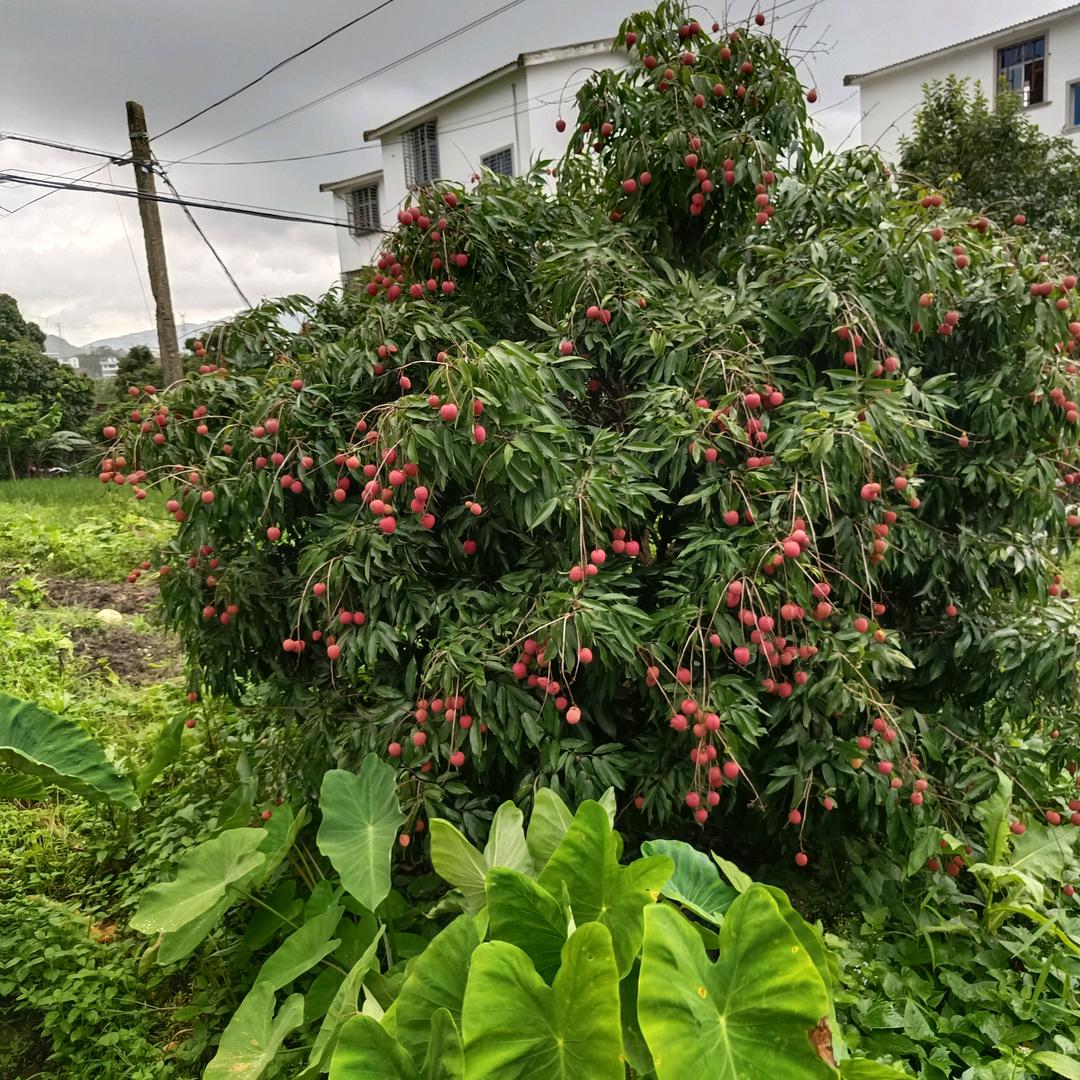 齐福百货商行