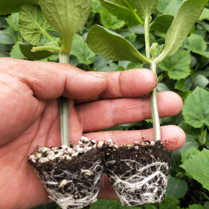 科润津盛毓秀杨文平