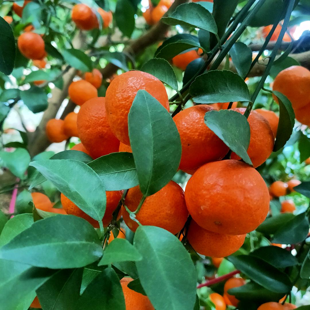 安仔水果代收代采