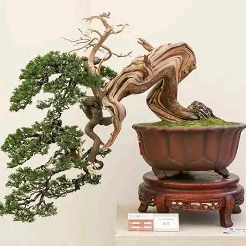 A桂花盆景