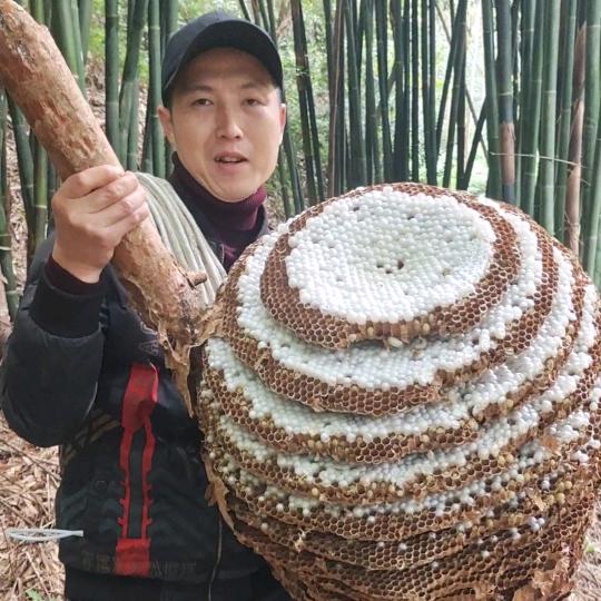 邛崃金蜂子寻蛋