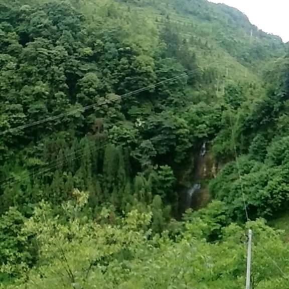 胡禹友