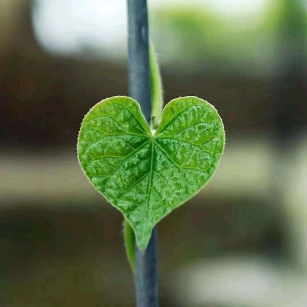 逢赌必（毕）赢