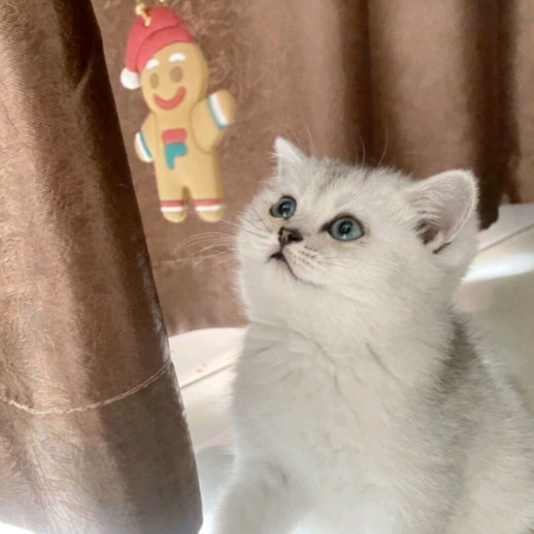 女孩儿心饰品