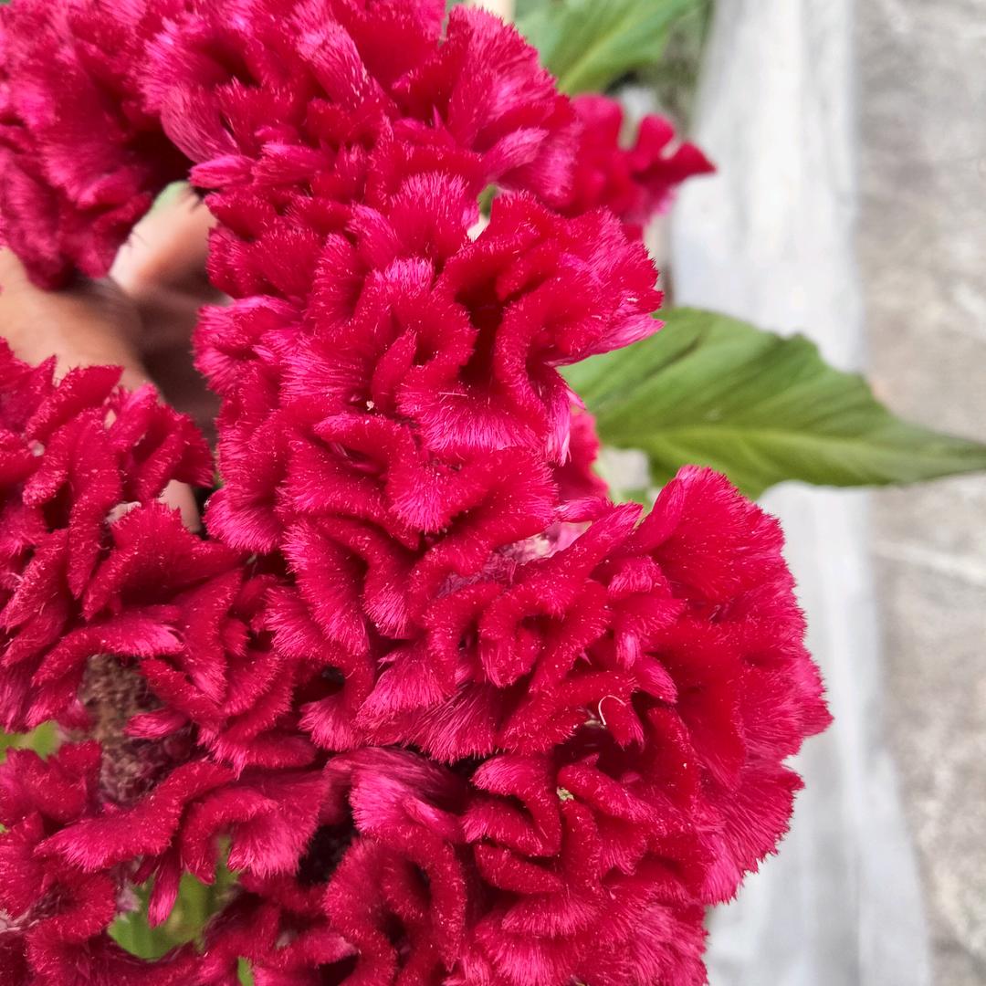 张芬