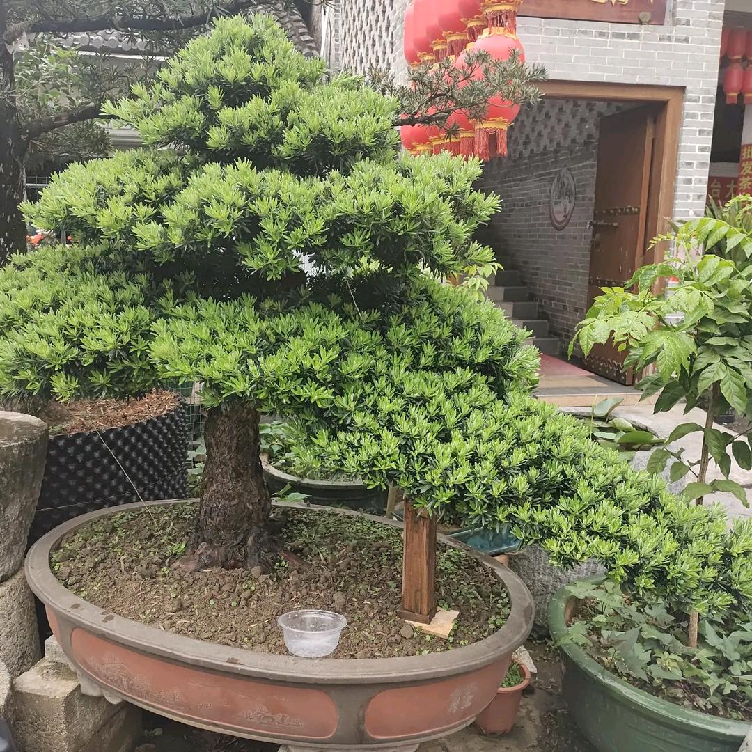 菜鸟