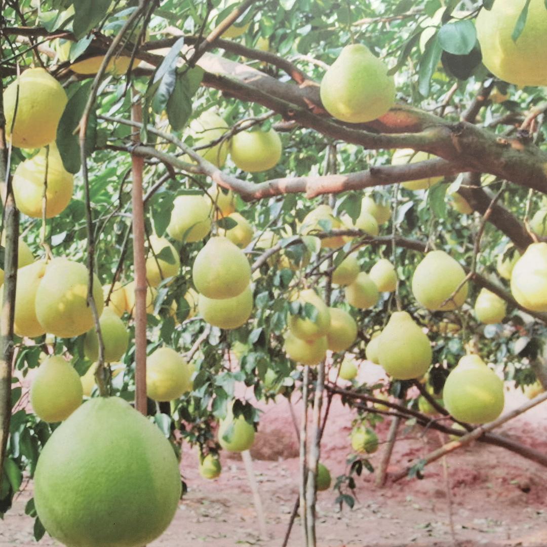有水有田有米有花有果
