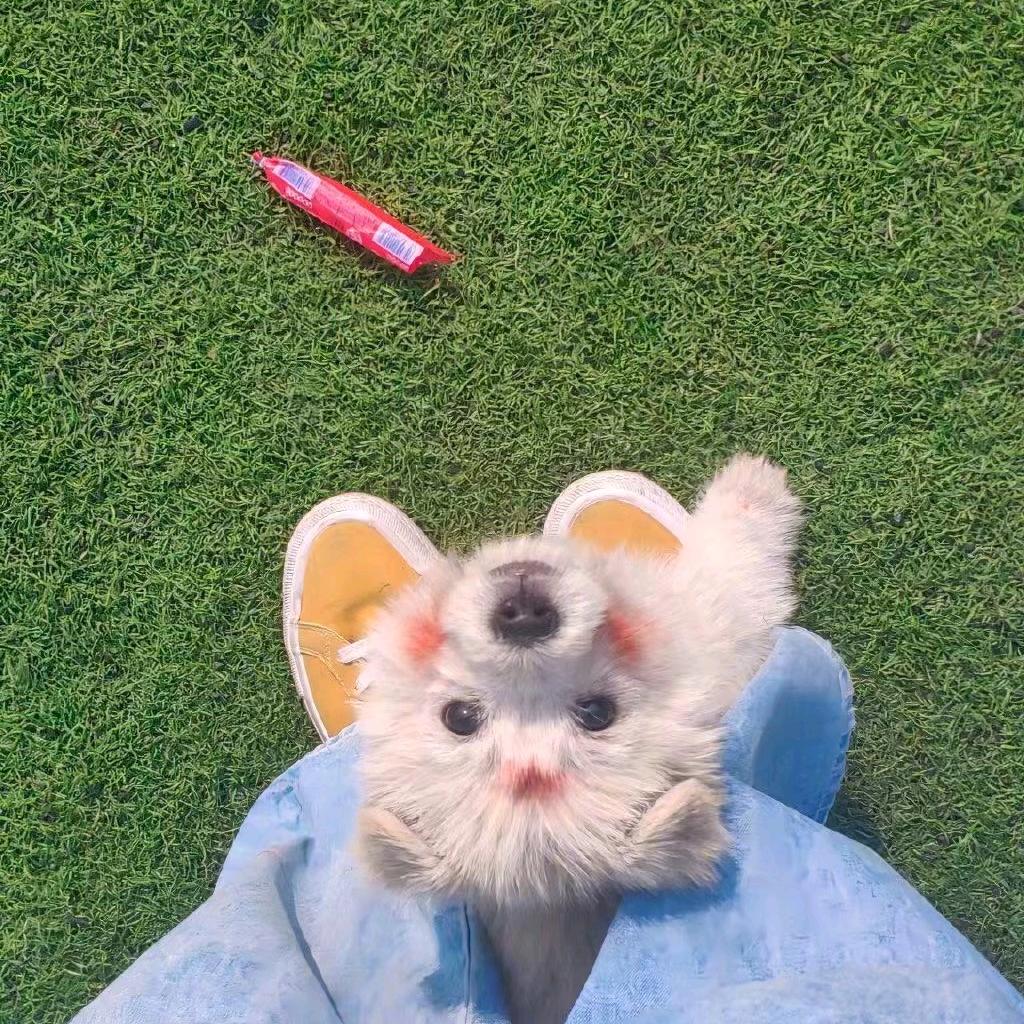 伊心