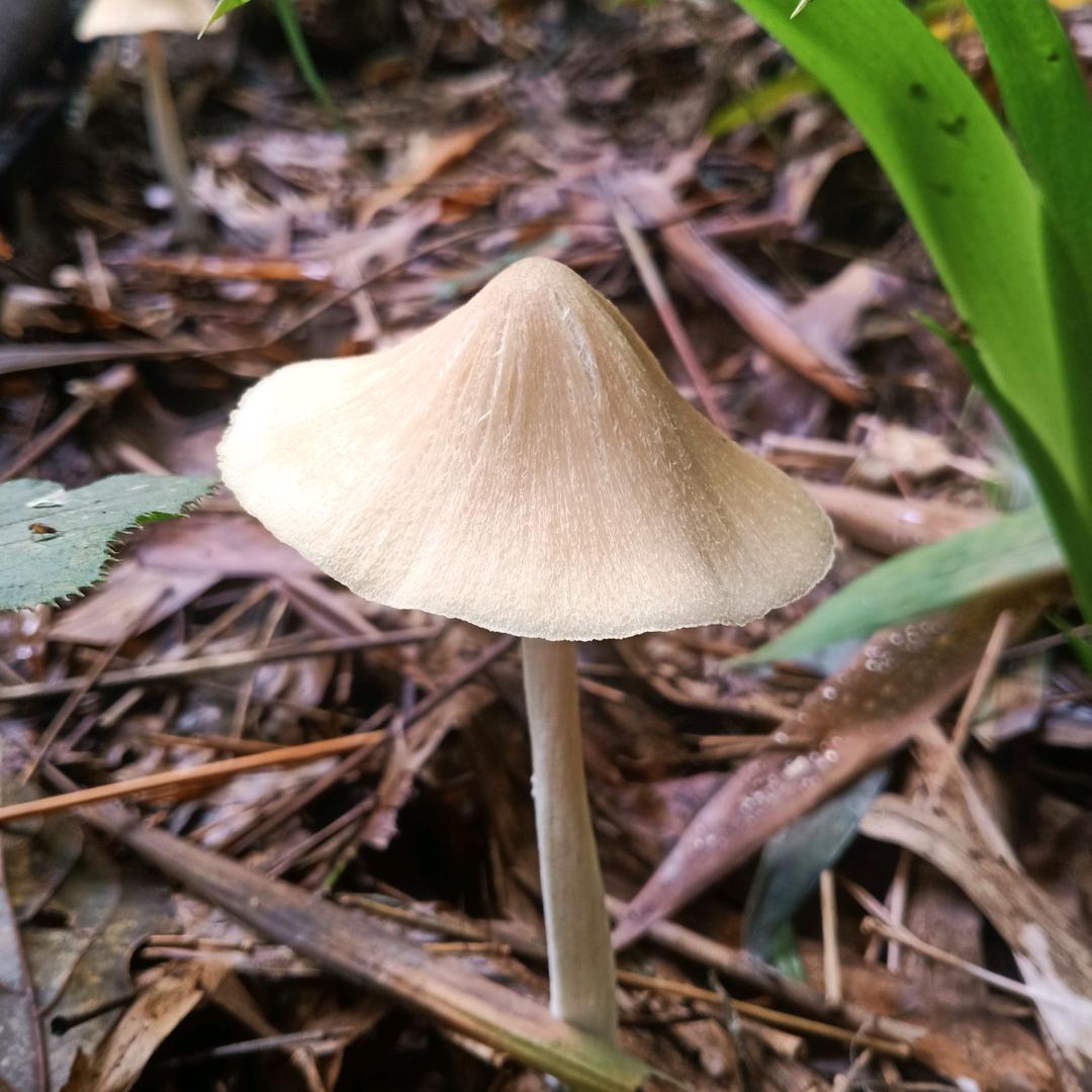 老张的山头