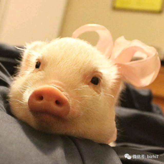 bobo